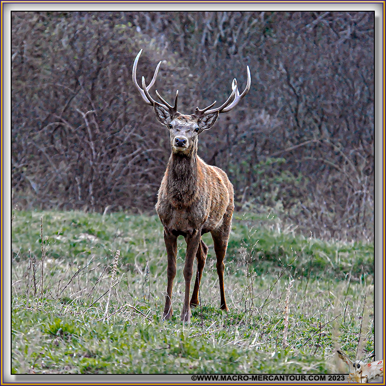 CERF